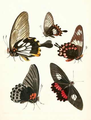Dr. Sulzer’s Short History of Insects, Pl. 11