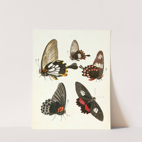 Dr. Sulzer's Short History of Insects, Pl. 11 by Johann Heinrich Sulzer