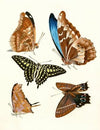 Dr. Sulzer’s Short History of Insects, Pl. 12