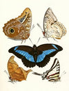 Dr. Sulzer’s Short History of Insects, Pl. 13