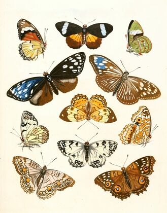 Dr. Sulzer’s Short History of Insects, Pl. 15