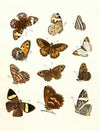Dr. Sulzer’s Short History of Insects, Pl. 16