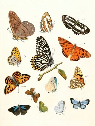 Dr. Sulzer’s Short History of Insects, Pl. 17