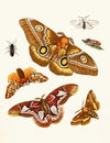 Dr. Sulzer’s Short History of Insects, Pl. 20