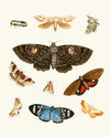 Dr. Sulzer’s Short History of Insects, Pl. 21