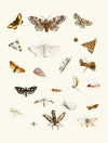 Dr. Sulzer’s Short History of Insects, Pl. 22