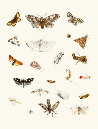 Dr. Sulzer’s Short History of Insects, Pl. 22