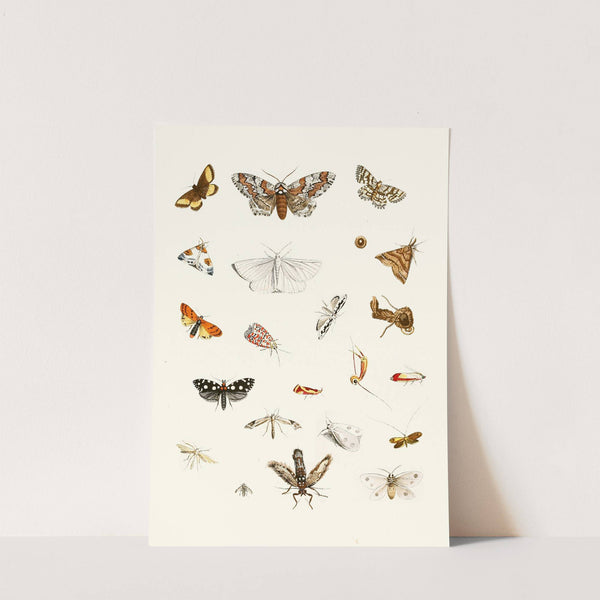 Dr. Sulzer's Short History of Insects, Pl. 22 by Johann Heinrich Sulzer