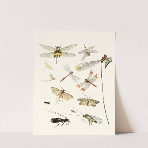 Dr. Sulzer's Short History of Insects, Pl. 23 by Johann Heinrich Sulzer