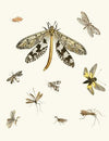 Dr. Sulzer’s Short History of Insects, Pl. 24
