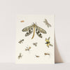 Dr. Sulzer's Short History of Insects, Pl. 24 by Johann Heinrich Sulzer