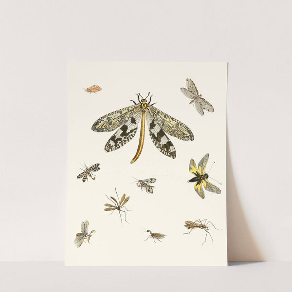 Dr. Sulzer's Short History of Insects, Pl. 24 by Johann Heinrich Sulzer