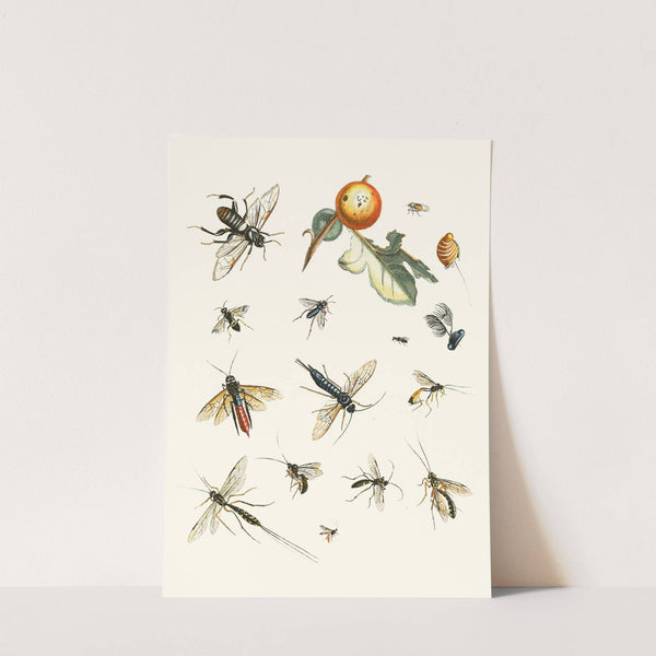 Dr. Sulzer's Short History of Insects, Pl. 25 by Johann Heinrich Sulzer