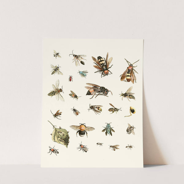 Dr. Sulzer's Short History of Insects, Pl. 26 by Johann Heinrich Sulzer