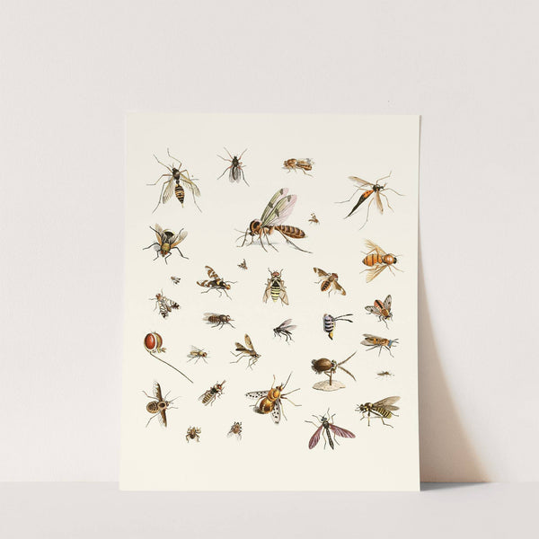 Dr. Sulzer's Short History of Insects, Pl. 27 by Johann Heinrich Sulzer