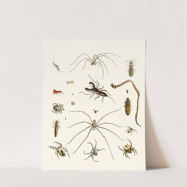 Dr. Sulzer's Short History of Insects, Pl. 28 by Johann Heinrich Sulzer