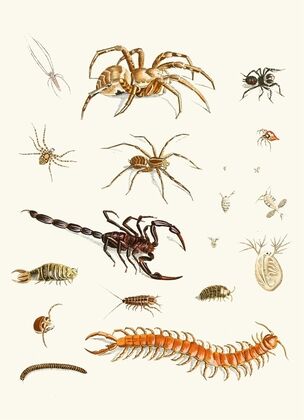 Dr. Sulzer’s Short History of Insects, Pl. 29