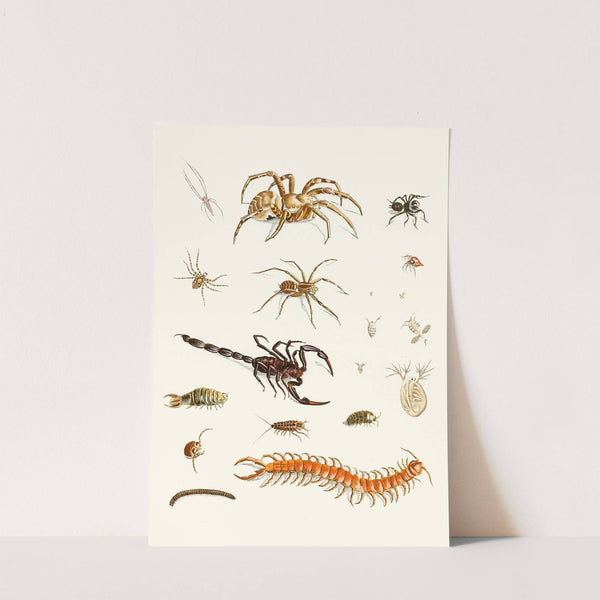 Dr. Sulzer's Short History of Insects, Pl. 29 by Johann Heinrich Sulzer