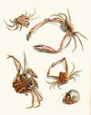 Dr. Sulzer’s Short History of Insects, Pl. 30
