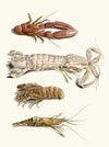 Dr. Sulzer’s Short History of Insects, Pl. 31