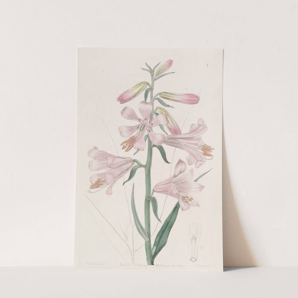 Dr. Thomson's Lily by Sydenham Edwards