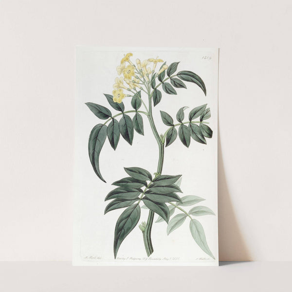 Dr. Wallich's Nipal Jasmine by Sydenham Edwards