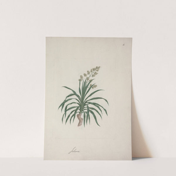 Dracaena steudneri Engl. (Dragon Tree) 2 by Luigi Balugani