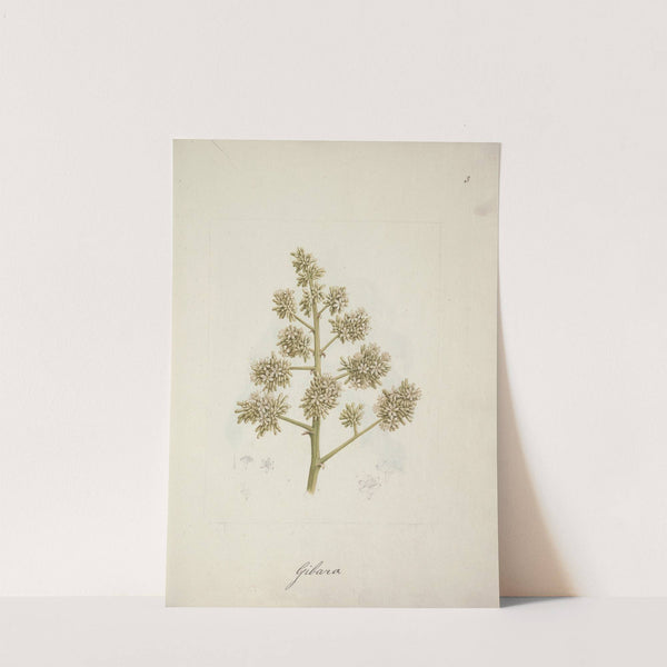 Dracaena steudneri Engl. (Dragon Tree) by Luigi Balugani