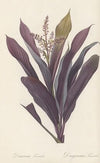 Dracoena terminalis (1802-1816)