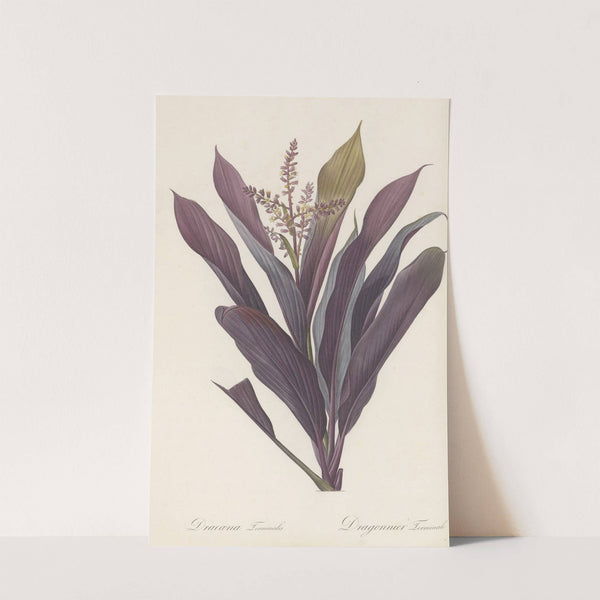 Dracoena terminalis (1802-1816) by Pierre Joseph Redouté