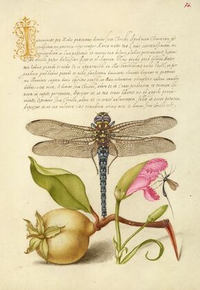 Dragonfly, Pear, Carnation, and Insect (1561–1596)