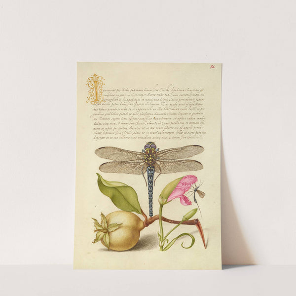 Dragonfly, Pear, Carnation, and Insect (1561–1596) by Joris Hoefnagel