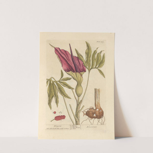 Dragons (1739) by Elizabeth Blackwell