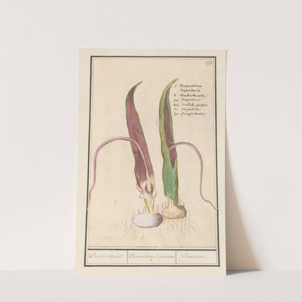 Drakenwortel (Dracunculus vulgaris) Draecken wortel. Dracuntium Serpentaria Serpentine. (1596-1610) by Anselmus Boëtius de Boodt