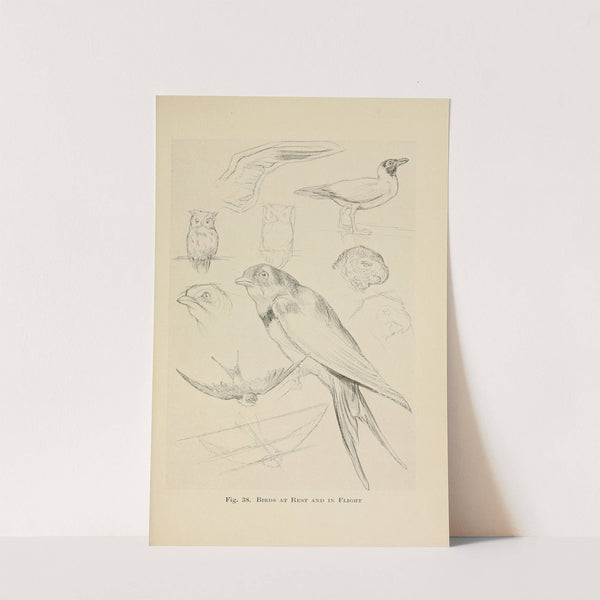 Drawing for beginners Pl.17 by Dorothy Furniss