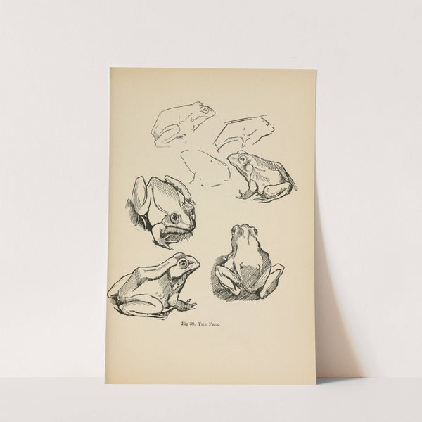 Drawing for beginners Pl.18 by Dorothy Furniss