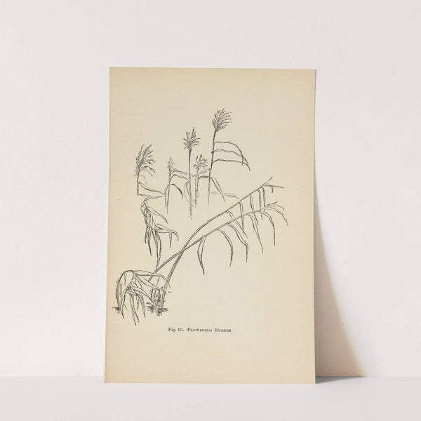 Drawing for beginners Pl.28 by Dorothy Furniss