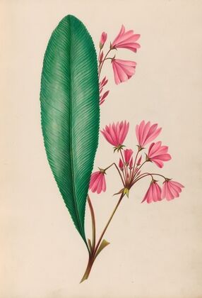 Drawings of tropical flowers and fruits, from South America Pl.01 (1830) — size preview