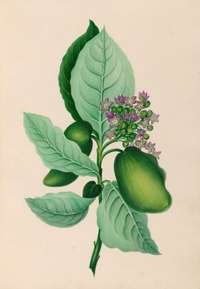 Drawings of tropical flowers and fruits, from South America Pl.04 (1830) — size preview