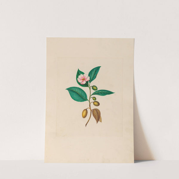 Drawings of tropical flowers and fruits, from South America Pl.06 (1830) by Charles Empson