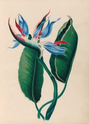 Drawings of tropical flowers and fruits, from South America Pl.13 (1830) — size preview