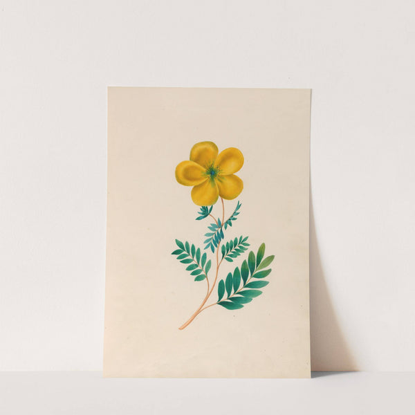 Drawings of tropical flowers and fruits, from South America Pl.22 (1830) by Charles Empson