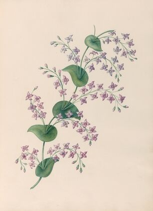 Drawings of tropical flowers and fruits, from South America Pl.27 (1830) — size preview