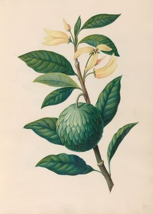 Drawings of tropical flowers and fruits, from South America Pl.30 (1830) — size preview