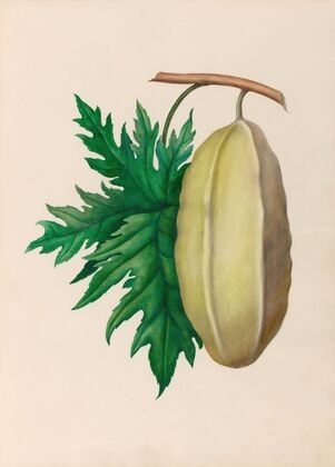 Drawings of tropical flowers and fruits, from South America Pl.35 (1830) — size preview