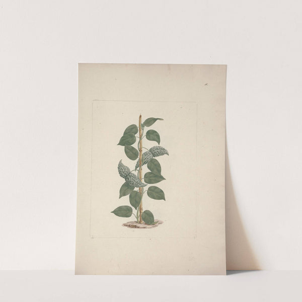 Dregea abyssinica (Hochst) K by Luigi Balugani