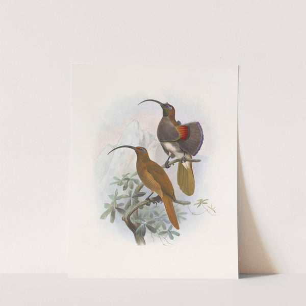 Drepanornis Albertis by Daniel Giraud Elliot