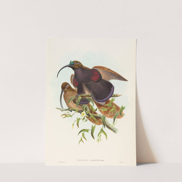 Drepanornis albertisi (Black-billed Sicklebill Bird of Paradise) by John Gould