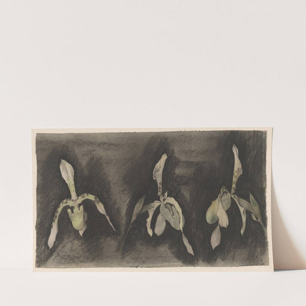 Drie orchideeën (1876 - 1951) by Theo Nieuwenhuis