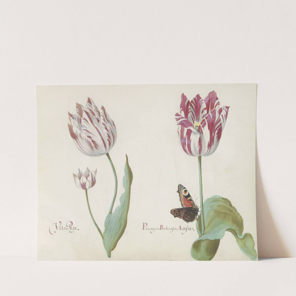 Drie tulpen met dagpauwoog Vizo Roy Parangum Brabantsen Acosta (1637) by Jacob Marrel